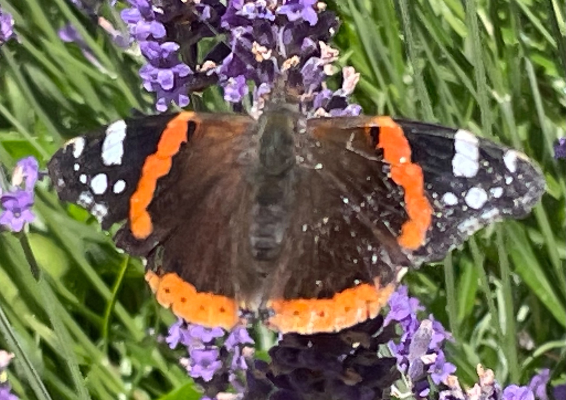 * Du er ikke forårets sarte budbringer, men den modne sommers stolte admiral. Når blomsterne bøjer hovedet, og nektaren gærer i de nedfaldne blommer, lander du med vægtløs autoritet.