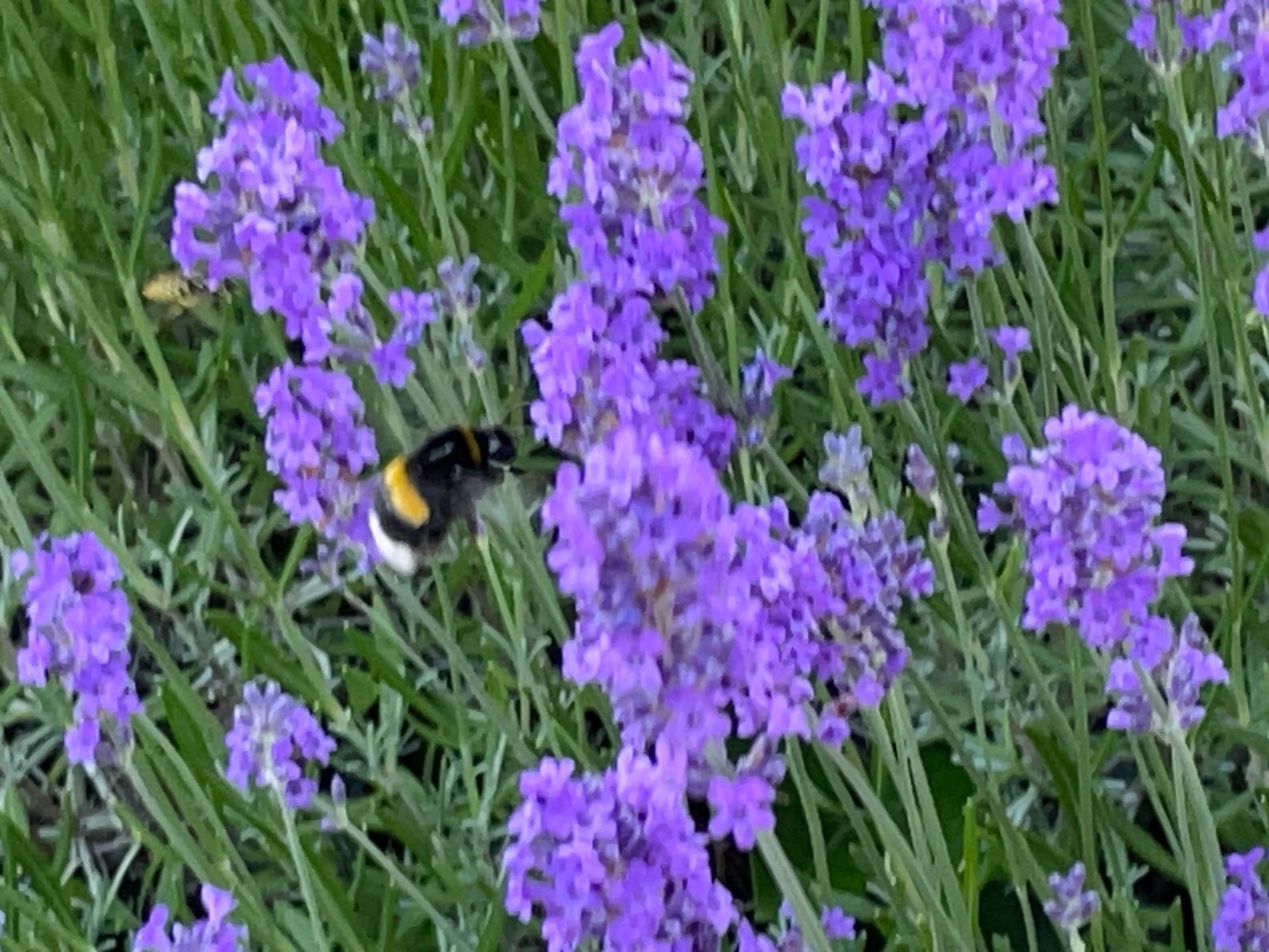 Dette er den elskede Lavendel (Lavandula), der med sine sølvgrå blade og duftende, violette aks bringer et strejf af Middelhavets varme ind i haven.