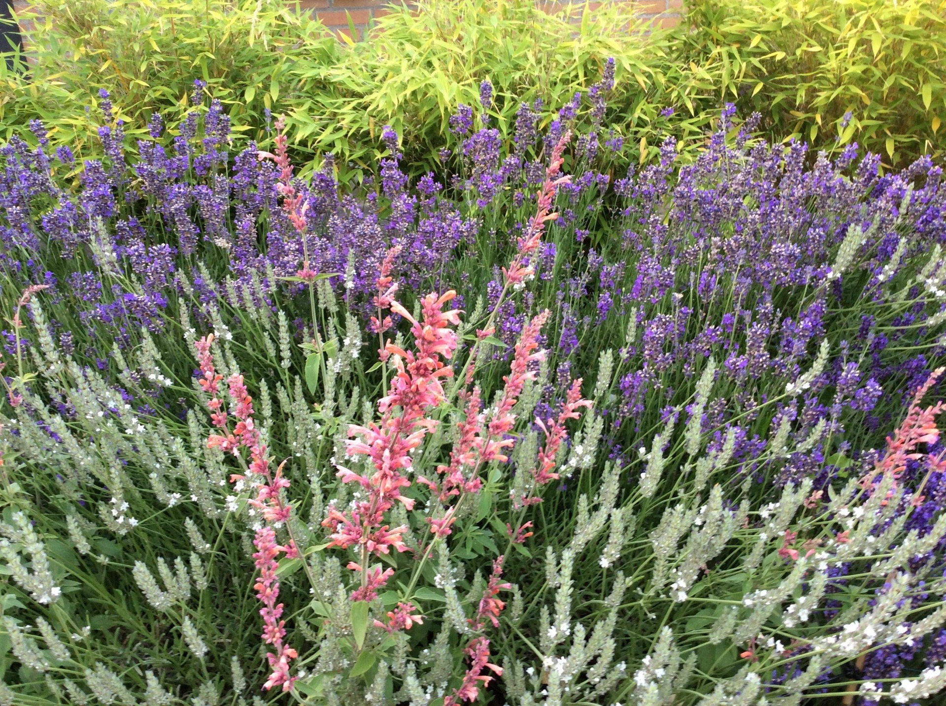 ‘Tangerine Dream' er navnet på denne kultivar af Anisisop (Agastache), og navnet passer perfekt til de lysende, orangerøde nuancer, der leder tankerne hen på modne mandariner og varme sommeraftener.