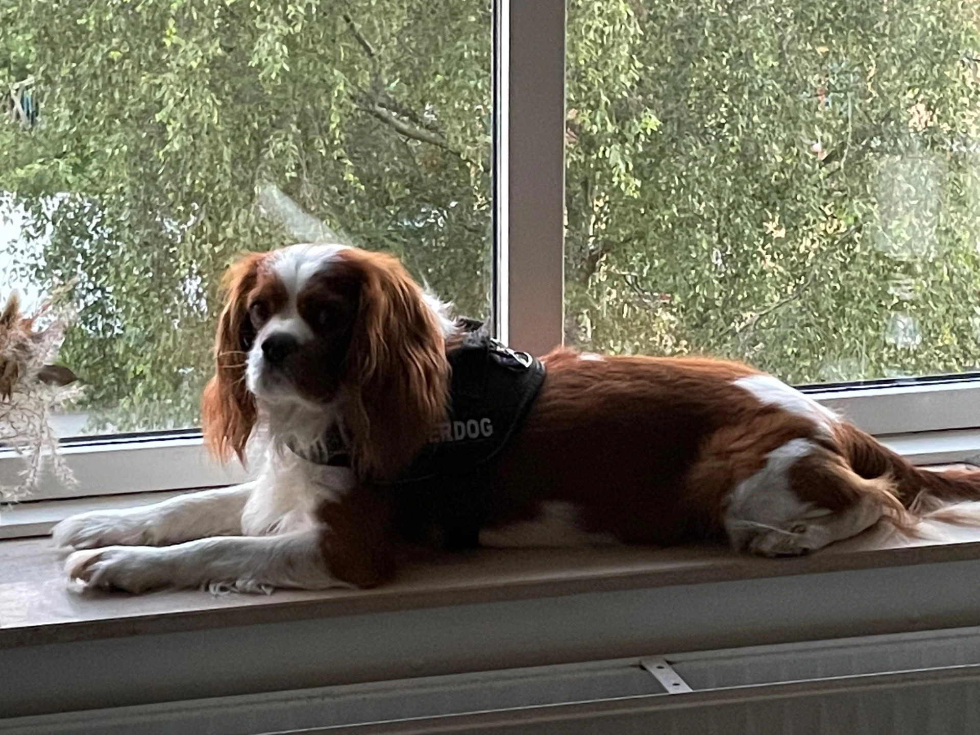 Oskar King Charles