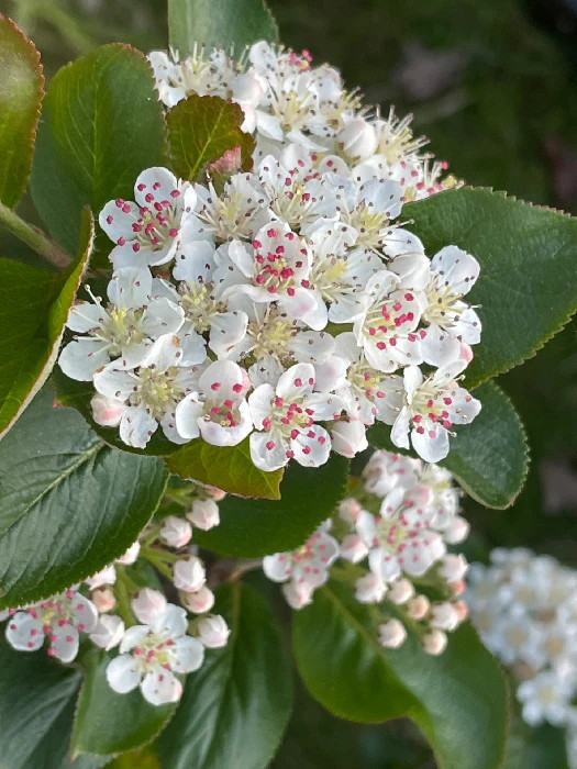 Garden Flora (Aronia)